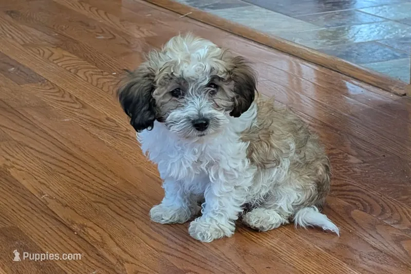 Bo – Lhasapoo puppy for sale in Lebanon, MO