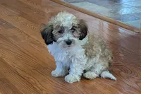 Bo, a male Lhasapoo for sale in Lebanon, MO – Photo 1 of 10