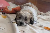 Bo, a male Lhasapoo for sale in Lebanon, MO – Photo 9 of 10