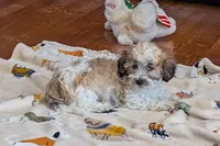 Bo, a male Lhasapoo for sale in Lebanon, MO – Photo 3 of 10