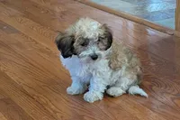 Bo, a male Lhasapoo for sale in Lebanon, MO – Photo 5 of 10