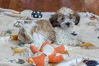 Bo, a male Lhasapoo for sale in Lebanon, MO – Photo 2 of 10