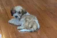Bo, a male Lhasapoo for sale in Lebanon, MO – Photo 6 of 10