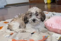Bo, a male Lhasapoo for sale in Lebanon, MO – Photo 10 of 10