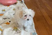 Ginger , a female Lhasapoo for sale in Lebanon, MO – Photo 6 of 6