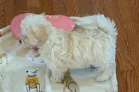 Ginger , a female Lhasapoo for sale in Lebanon, MO – Photo 2 of 6