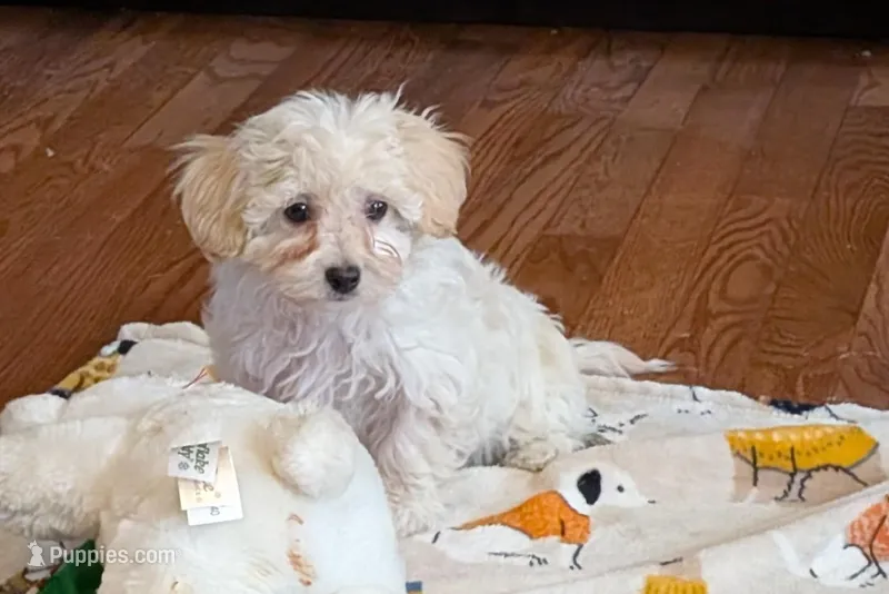 Ginger  – Lhasapoo puppy for sale in Lebanon, MO