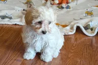 Ginger , a female Lhasapoo for sale in Lebanon, MO – Photo 4 of 6