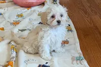 Ginger , a female Lhasapoo for sale in Lebanon, MO – Photo 5 of 6