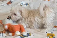 Ginger , a female Lhasapoo for sale in Lebanon, MO – Photo 3 of 6