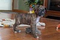 Butch, a male Boxer for sale in Lebanon, MO – Photo 3 of 6