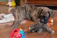 Butch, a male Boxer for sale in Lebanon, MO – Photo 4 of 6