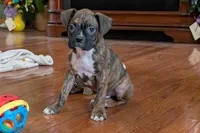 Butch, a male Boxer for sale in Lebanon, MO – Photo 2 of 6