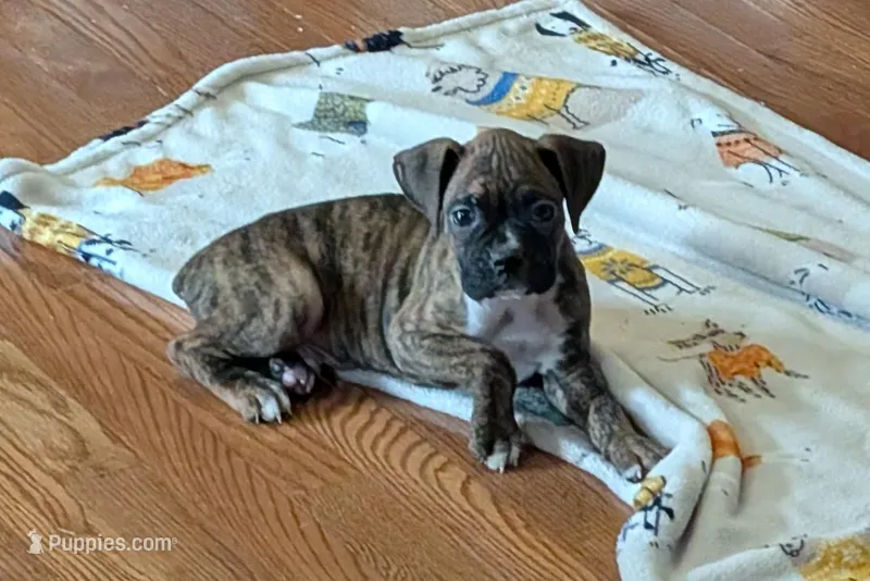 Butch – Boxer puppy for sale in Lebanon, MO