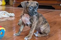 Butch, a male Boxer for sale in Lebanon, MO – Photo 6 of 6