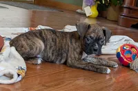 Butch, a male Boxer for sale in Lebanon, MO – Photo 5 of 6