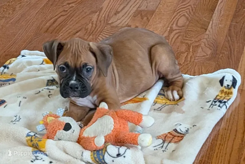 Lady D  – Boxer puppy for sale in Lebanon, MO