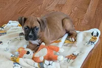 Lady D , a female Boxer for sale in Lebanon, MO – Photo 1 of 9