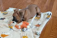 Lady D , a female Boxer for sale in Lebanon, MO – Photo 9 of 9