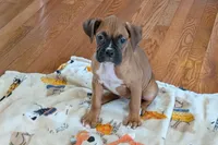 Lady D , a female Boxer for sale in Lebanon, MO – Photo 2 of 9