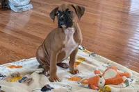 Lady D , a female Boxer for sale in Lebanon, MO – Photo 3 of 9