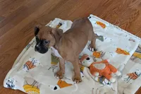 Lady D , a female Boxer for sale in Lebanon, MO – Photo 7 of 9