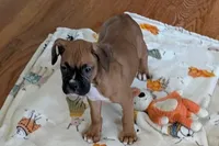 Lady D , a female Boxer for sale in Lebanon, MO – Photo 4 of 9