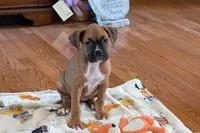 Lady D , a female Boxer for sale in Lebanon, MO – Photo 6 of 9