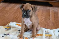 Lady D , a female Boxer for sale in Lebanon, MO – Photo 8 of 9