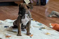 Princess , a male Boxer for sale in Lebanon, MO – Photo 3 of 8