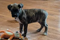 Princess , a male Boxer for sale in Lebanon, MO – Photo 4 of 8