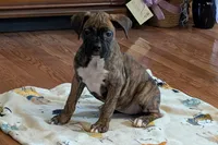 Princess , a male Boxer for sale in Lebanon, MO – Photo 1 of 8