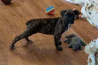 Princess , a male Boxer for sale in Lebanon, MO – Photo 7 of 8