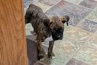 Princess , a male Boxer for sale in Lebanon, MO – Photo 6 of 8