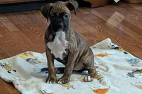 Princess , a male Boxer for sale in Lebanon, MO – Photo 2 of 8