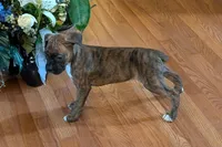 Princess , a male Boxer for sale in Lebanon, MO – Photo 5 of 8