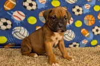 Timber, a male Boxer for sale in Lebanon, MO – Photo 2 of 10