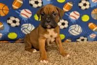 Timber, a male Boxer for sale in Lebanon, MO – Photo 7 of 10