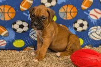 Timber, a male Boxer for sale in Lebanon, MO – Photo 3 of 10