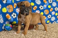 Timber, a male Boxer for sale in Lebanon, MO – Photo 8 of 10