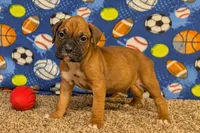 Timber, a male Boxer for sale in Lebanon, MO – Photo 1 of 10