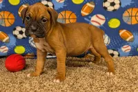 Timber, a male Boxer for sale in Lebanon, MO – Photo 5 of 10