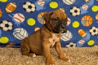 Timber, a male Boxer for sale in Lebanon, MO – Photo 4 of 10