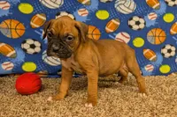 Timber, a male Boxer for sale in Lebanon, MO – Photo 9 of 10