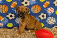 Timber, a male Boxer for sale in Lebanon, MO – Photo 6 of 10