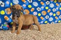 Timber, a male Boxer for sale in Lebanon, MO – Photo 10 of 10