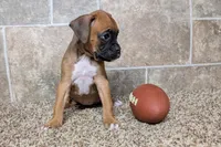 Sugar, a female Boxer for sale in Lebanon, MO – Photo 10 of 10