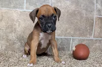 Sugar, a female Boxer for sale in Lebanon, MO – Photo 3 of 10