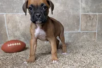 Sugar, a female Boxer for sale in Lebanon, MO – Photo 8 of 10