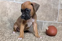 Sugar, a female Boxer for sale in Lebanon, MO – Photo 2 of 10